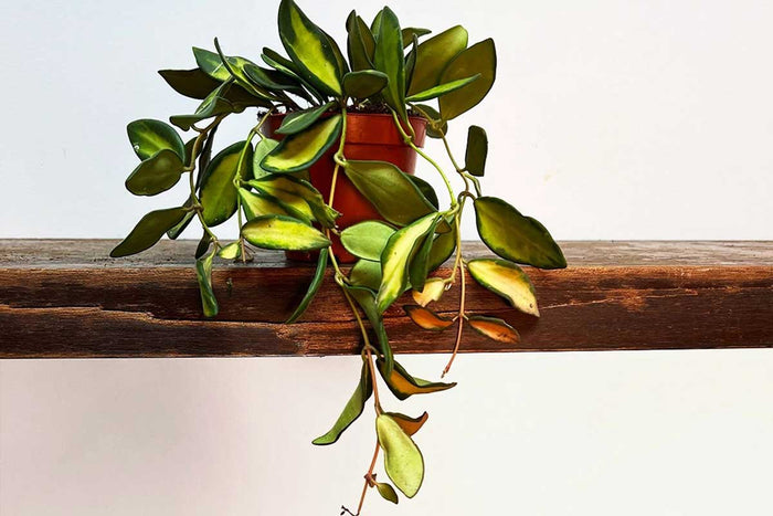 Hoya burtoniae 'variegata'