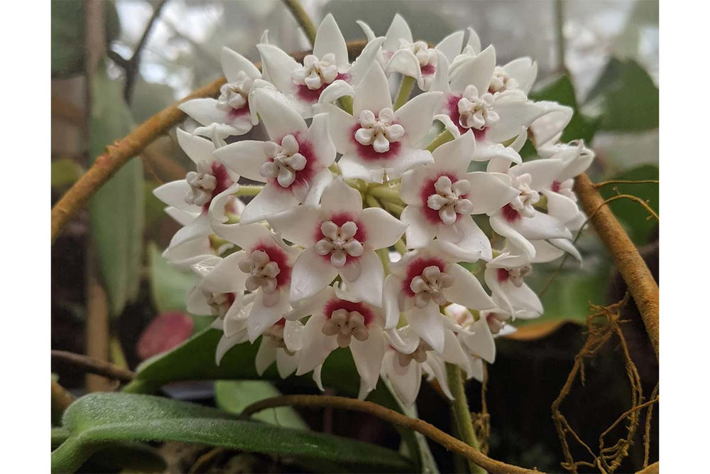 
                  
                    Hoya calycina 'Stargazer'
                  
                