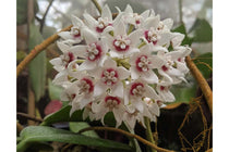 
                  
                    Hoya calycina 'Stargazer'
                  
                