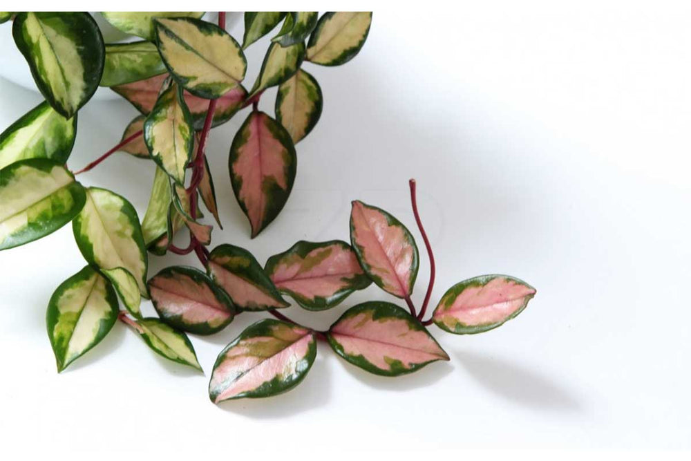 
                  
                    Hoya 'tricolor'
                  
                
