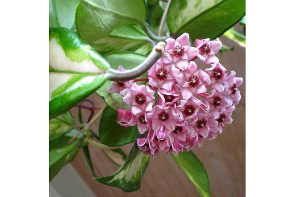 
                  
                    Hoya 'tricolor'
                  
                