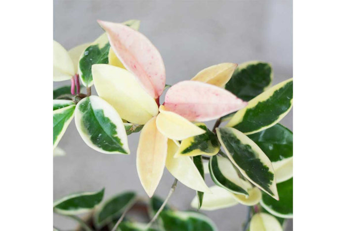 Hoya 'Krimson queen' 19cm