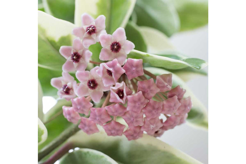 Hoya 'Krimson queen' 19cm