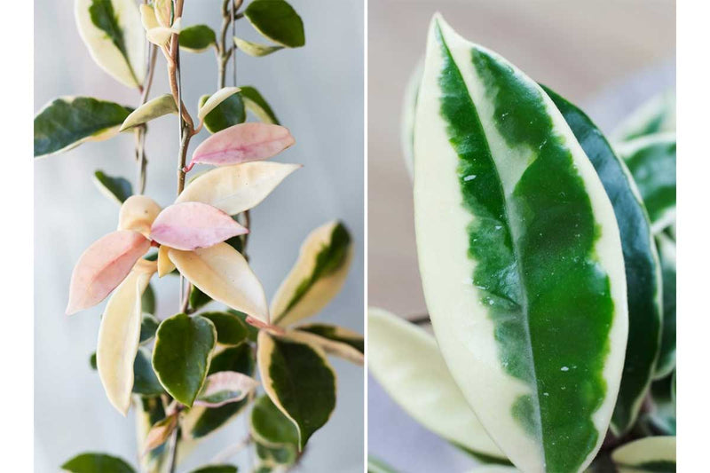Hoya 'Krimson queen' 19cm