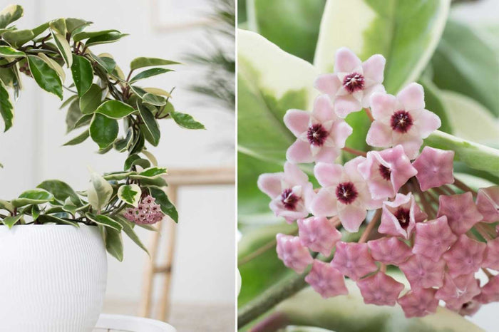 Hoya 'Krimson queen' 19cm