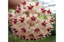 
                  
                    Hoya erythrina
                  
                