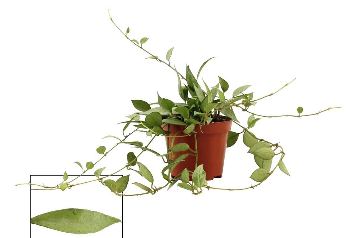Hoya lacunosa 'Mint' 9cm