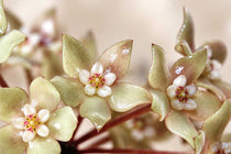 
                  
                    Hoya latifolia 'Rangsan'
                  
                