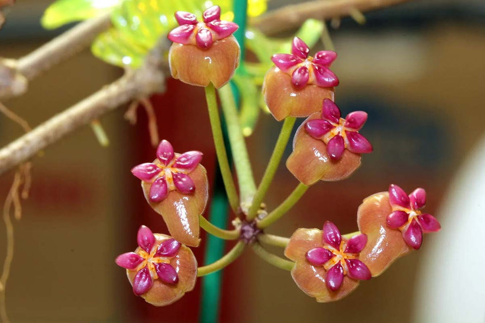 
                  
                    Hoya soligamiana
                  
                