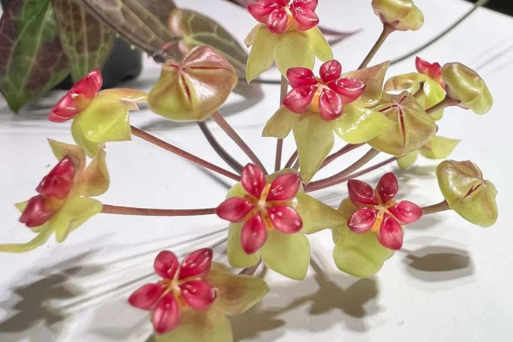 
                  
                    Hoya soligamiana
                  
                