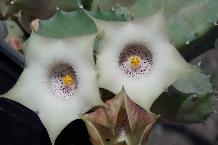 Huernia blyderiverensis 8.5cm