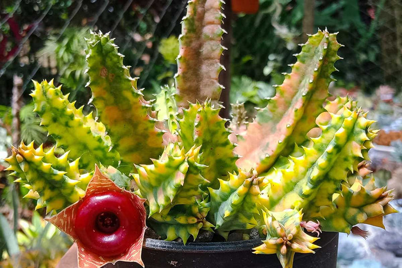 Huernia zebrina 10.5cm