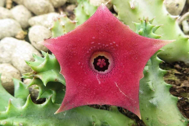 Huernia 'Pink Eye'