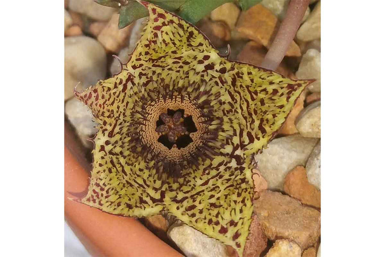 Huernia hystrix