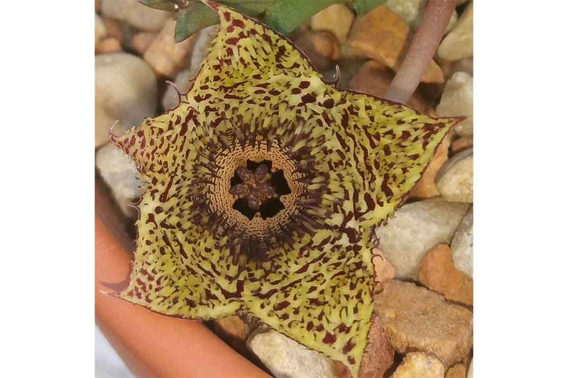 Huernia hystrix