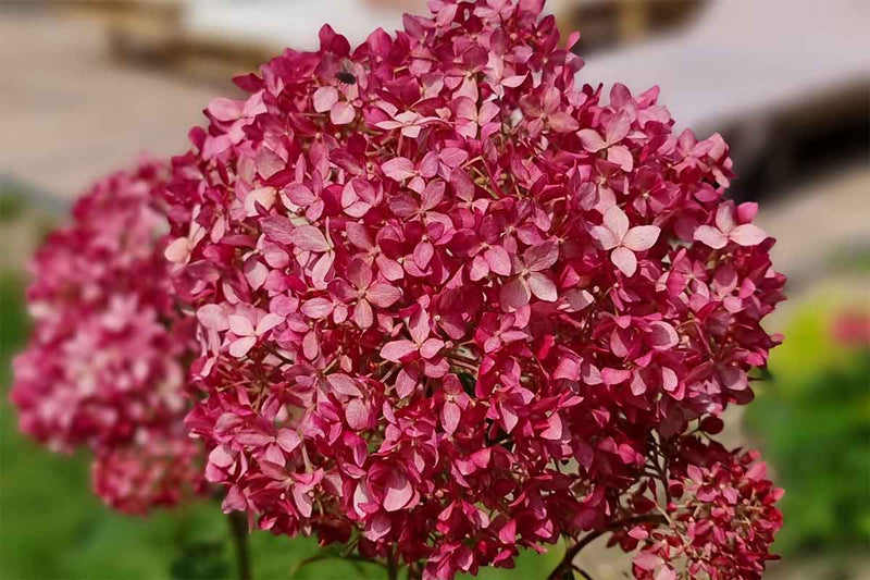 Hydrangea 'Sorbet'®