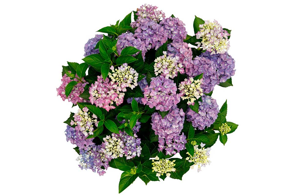 Hydrangea Forever & Ever® 'Hortbux'® blue 