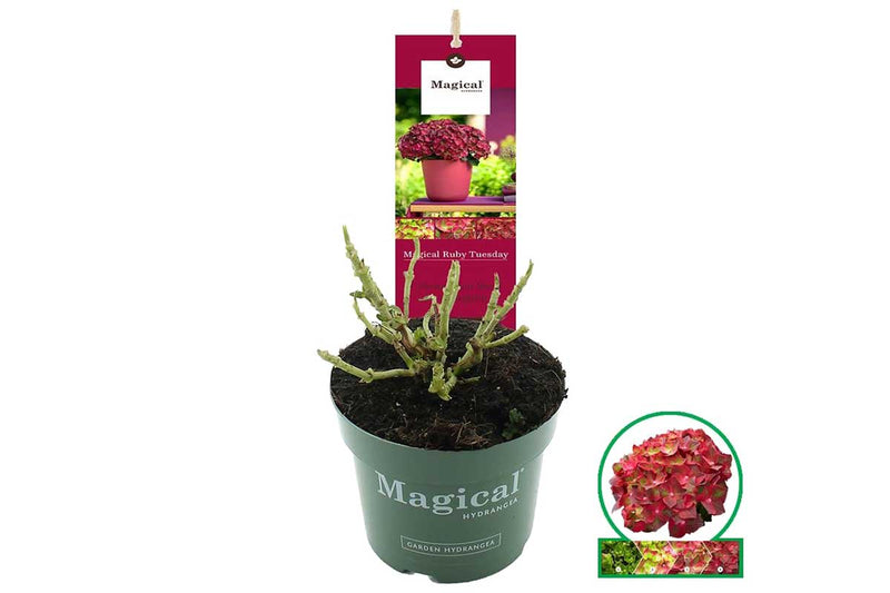 Hydrangea 'Magical Ruby Tuesday'® 17cm