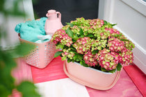 
                  
                    Hydrangea 'Magical Ruby Tuesday'®
                  
                