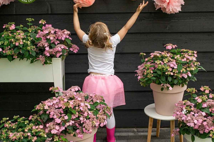 Hydrangea 'Pink Petticoat'