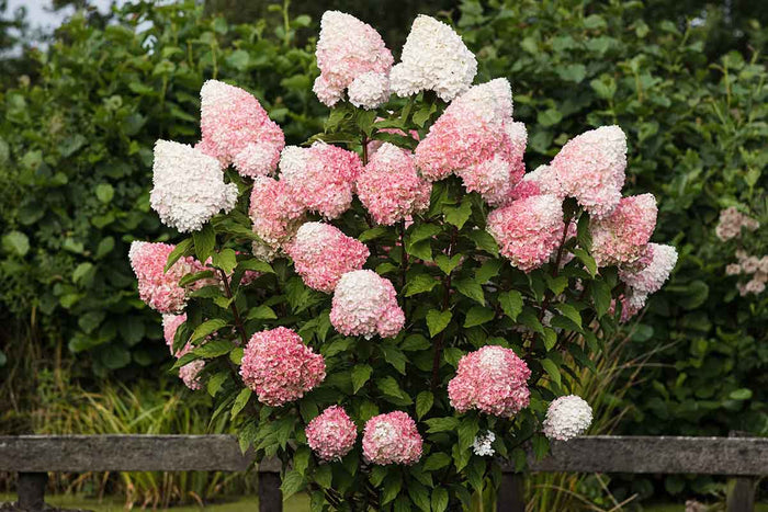 Hydrangea 'Pink & Rose'®