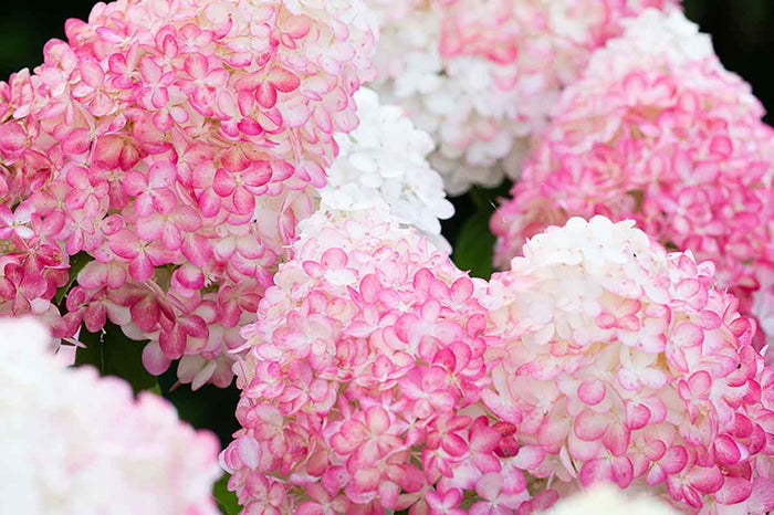 Hydrangea 'Pink & Rose'®