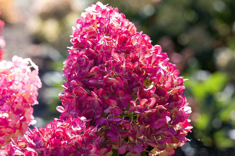 Hydrangea 'Pink & Rose'®