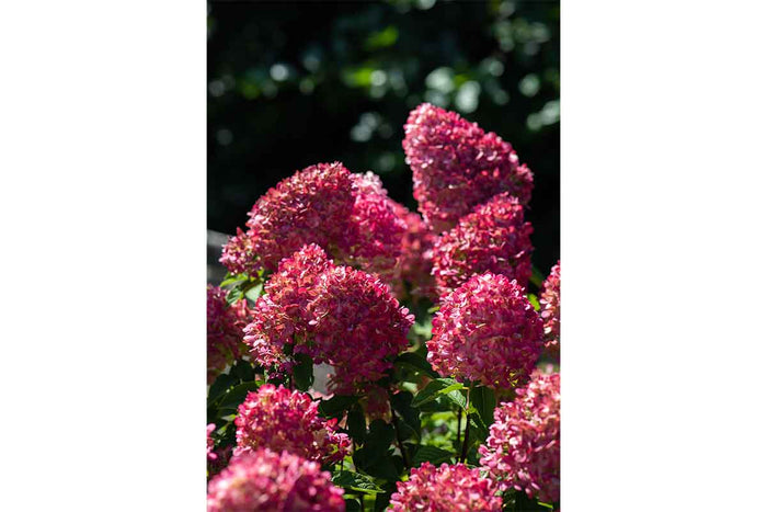 Hydrangea 'Pink & Rose'®