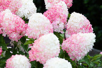 
                  
                    Hydrangea 'Pink & Rose'®
                  
                