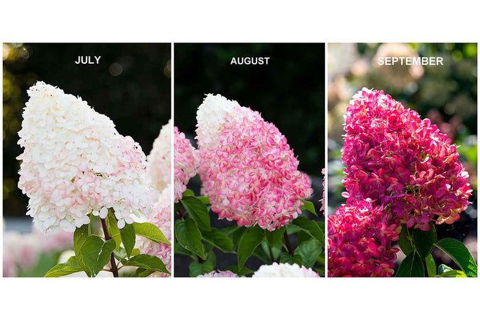 Hydrangea 'Pink & Rose'®