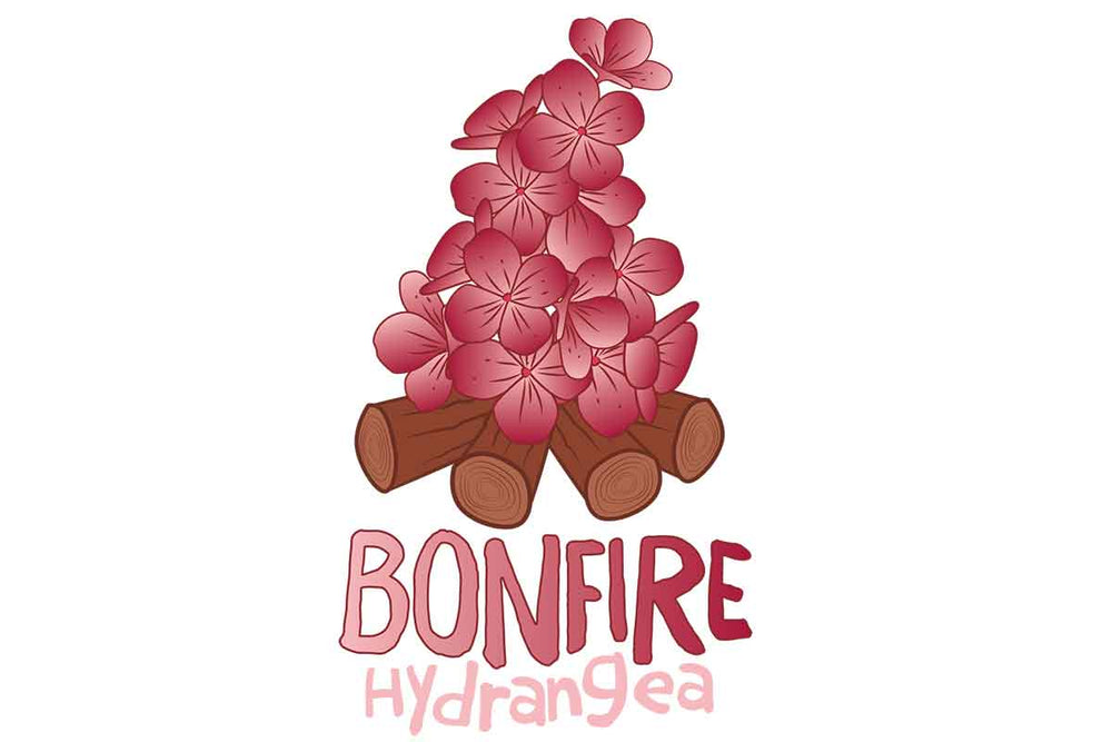 
                  
                    Hydrangea 'Bonfire'® 
                  
                