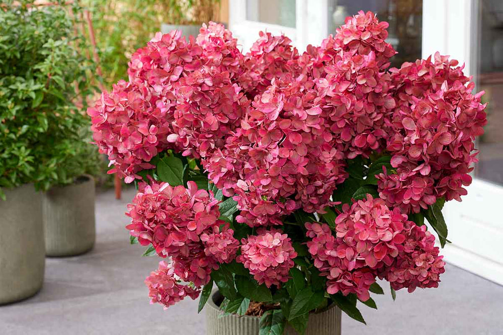 
                  
                    Hydrangea 'Bonfire'® 
                  
                