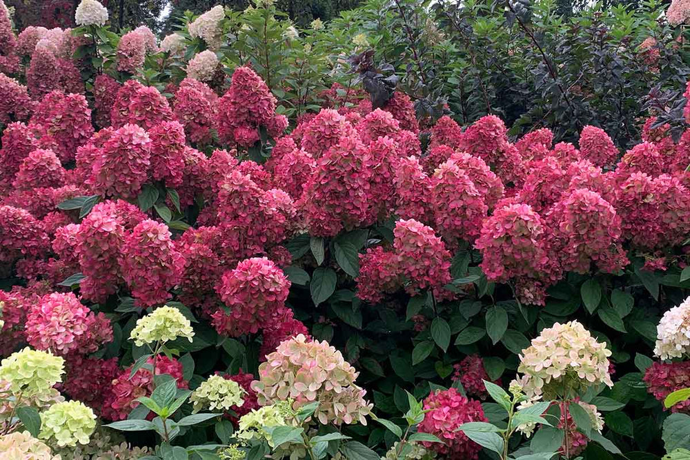 
                  
                    Hydrangea 'Bonfire'® 
                  
                