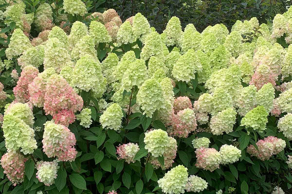 
                  
                    Hydrangea 'Bonfire'® 
                  
                