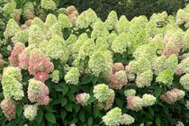 
                  
                    Hydrangea 'Bonfire'® 
                  
                