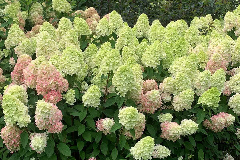 Hydrangea 'Bonfire'® 