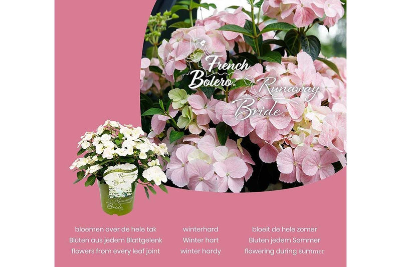 Hydrangea 'Runaway Bride'® 20cm