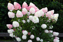 
                  
                    Hydrangea 'Pink & Rose'®
                  
                