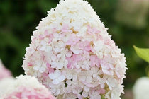 
                  
                    Hydrangea 'Pink & Rose'®
                  
                