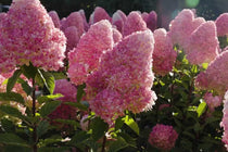 
                  
                    Hydrangea 'Pink & Rose'®
                  
                