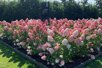 
                  
                    Hydrangea 'Pink & Rose'®
                  
                