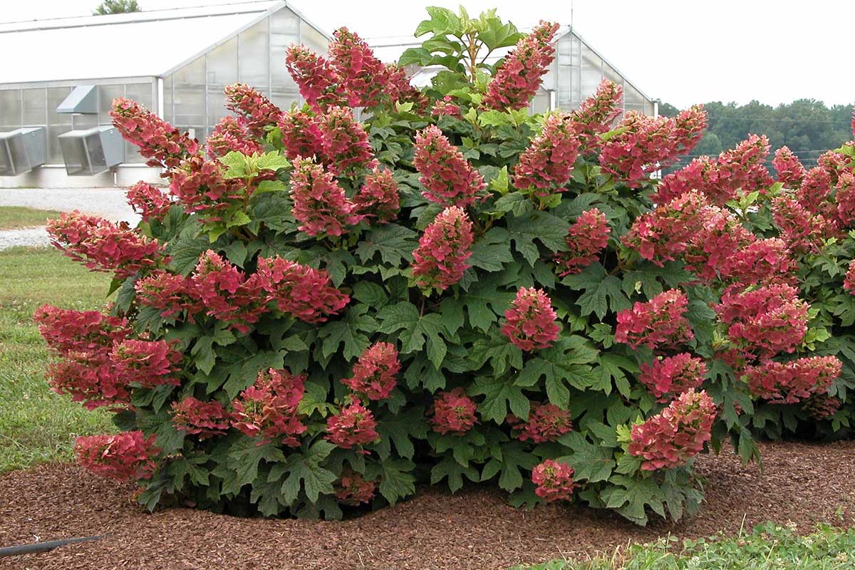 Hydrangea 'Ruby Slippers'® 13cm