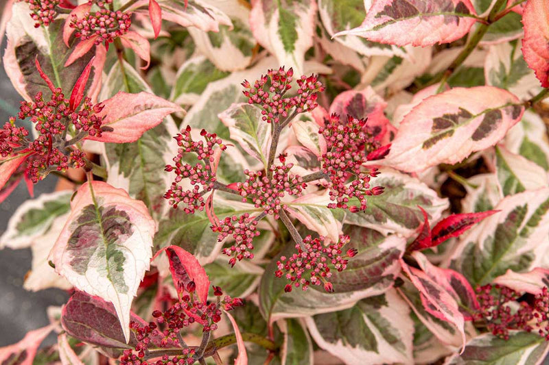 Hydrangea 'Euphoria Pink'® 15cm