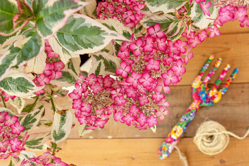 Hydrangea 'Euphoria Pink'® 15cm