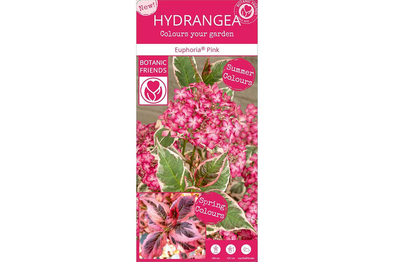 Hydrangea 'Euphoria Pink'® 15cm