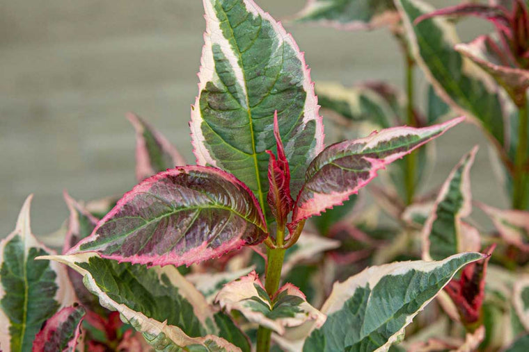 Hydrangea 'Euphoria Pink'® 15cm