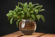 
                  
                    Hydroponic flower pot small(AGG71)
                  
                
