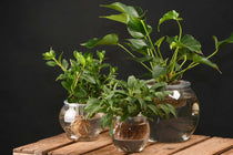 
                  
                    Hydroponic flower pot medium(AGG72)
                  
                