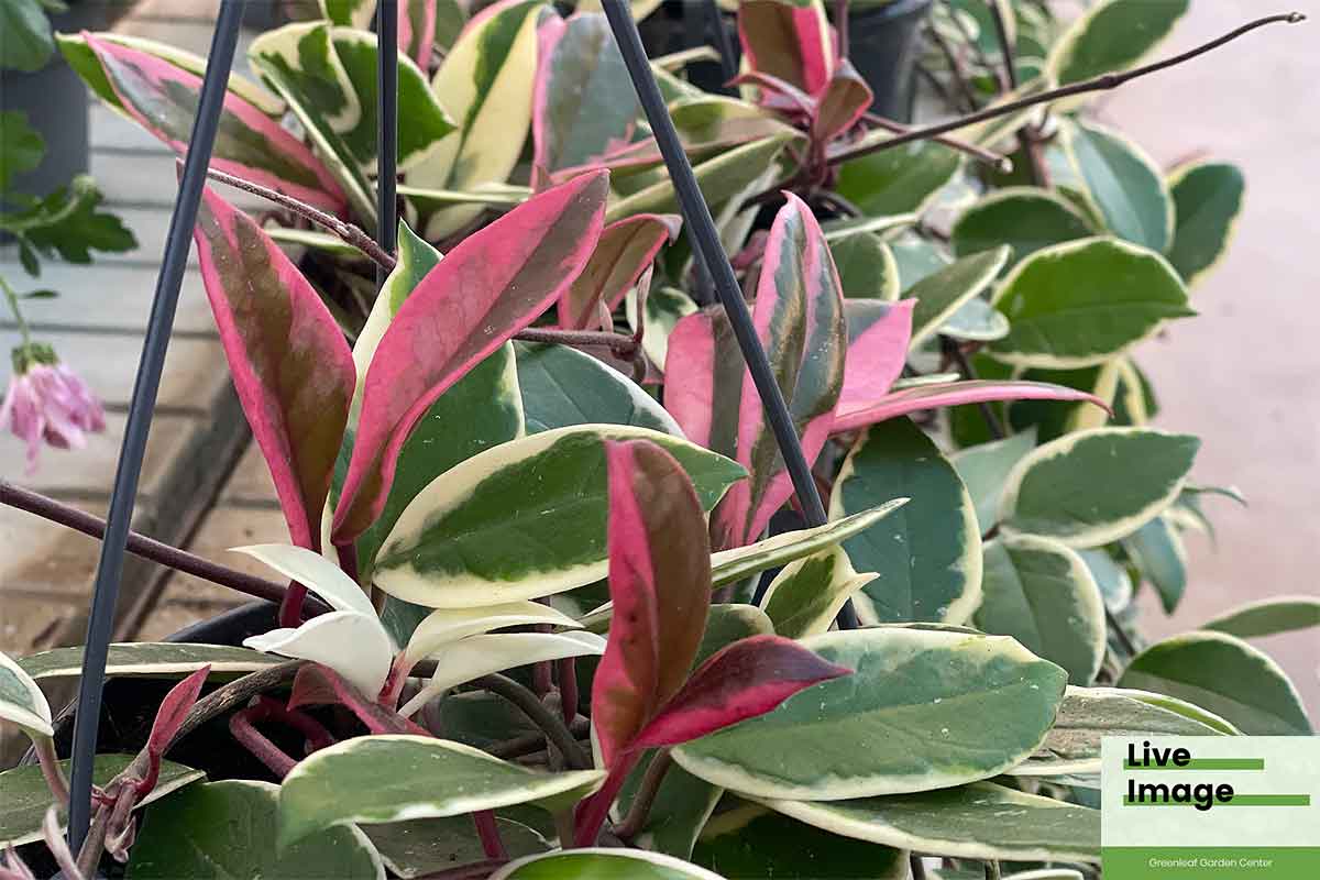 Hoya carnosa 'Flamingo Dream' – Χόγια 15εκ | Greenleaf – Greenleaf