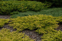 
                  
                    Juniperus 'Goldschatz'
                  
                